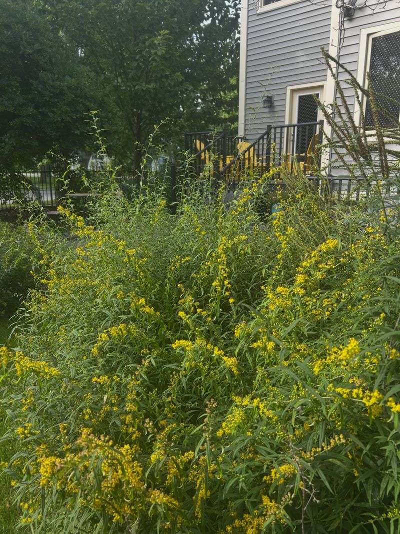 Boundaries For Goldenrod That Spreads Too Freely