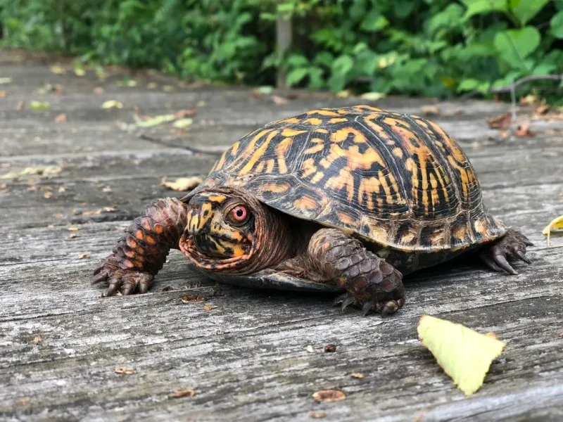Box Turtles Spend Most Of Their Time On Land Box Turtles Spend Most Of Their Time On Land