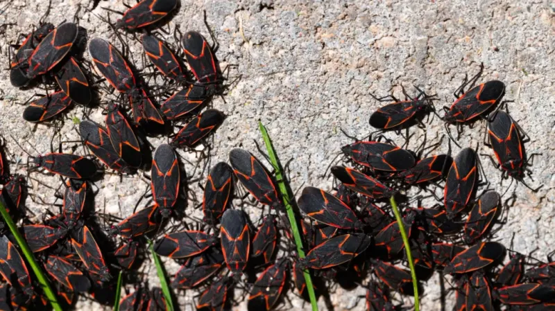 Boxelder Bugs Seek Out Sunny Walls