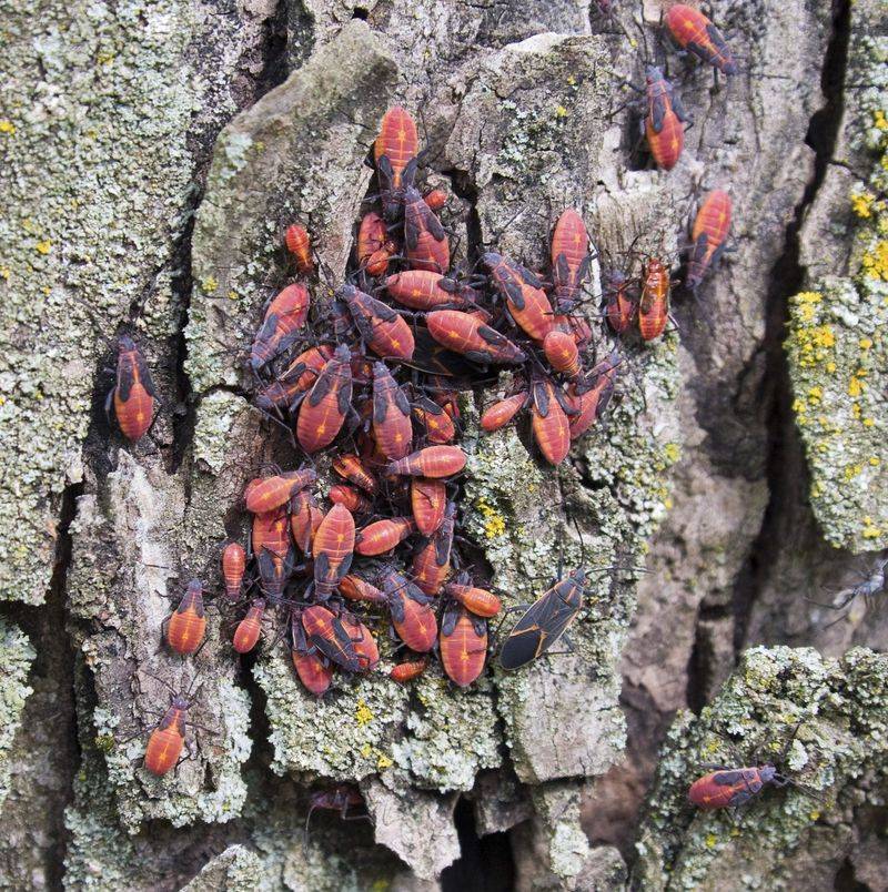 Boxelder Bugs Boxelder Bugs