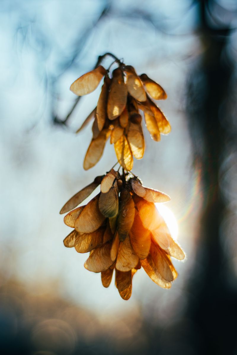 Boxelder Trees, Maples, And The Seed Buffet Behind The Boom