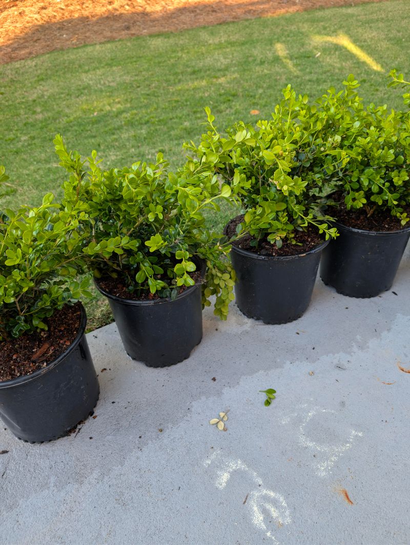 Boxwood Keeps The Garden Green All Winter