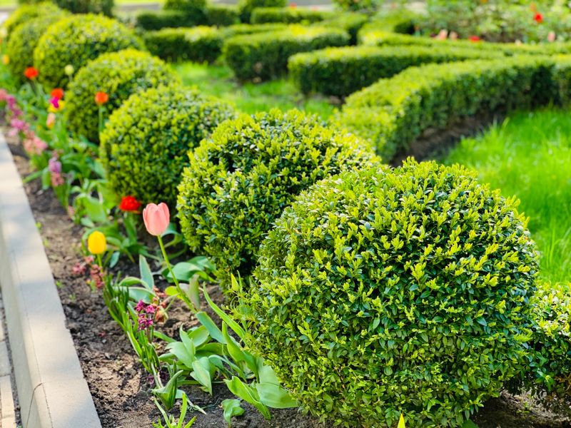 Boxwood With Flowering Companions Boxwood With Flowering Companions