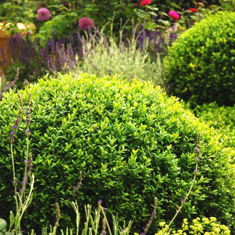 Boxwoods Should Not Be Pushed Into Fresh Fall Growth Boxwoods Should Not Be Pushed Into Fresh Fall Growth