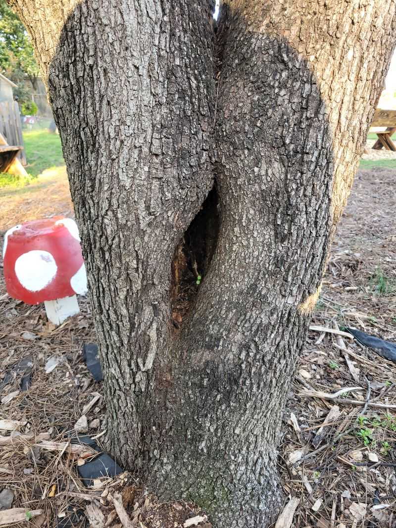 Bradford Pear With Tight Branch Angles