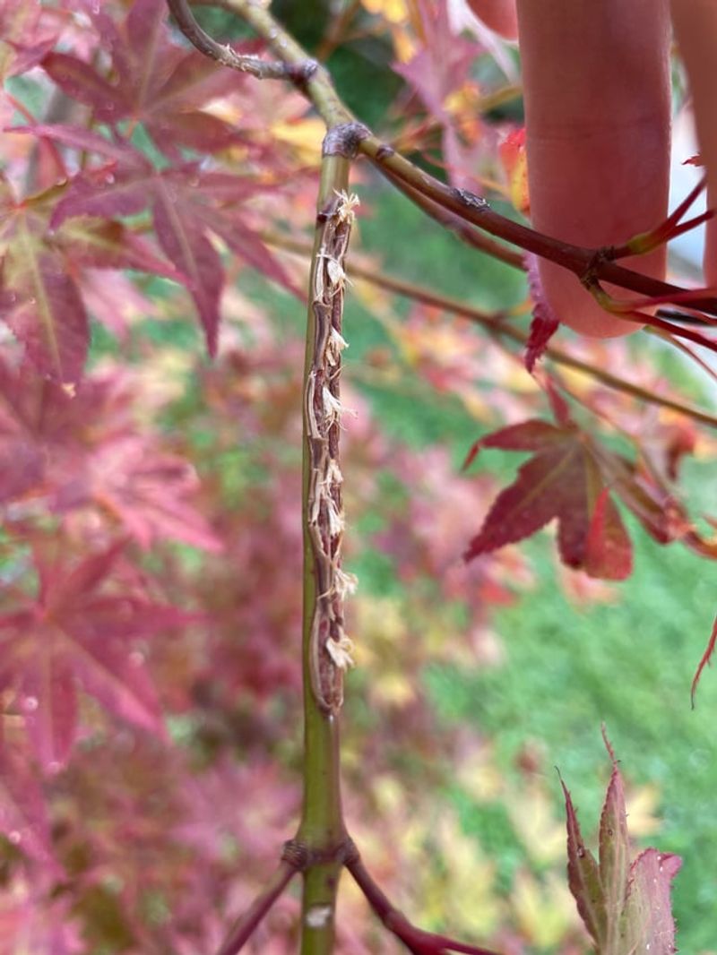 Branches Turning Before The Rest Of The Tree