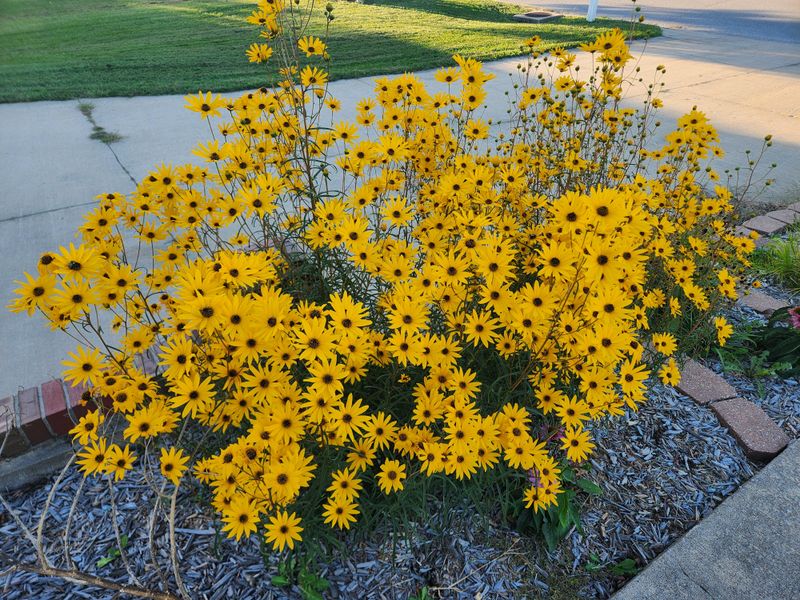Branching Stems Create A Much Fuller Flower Display