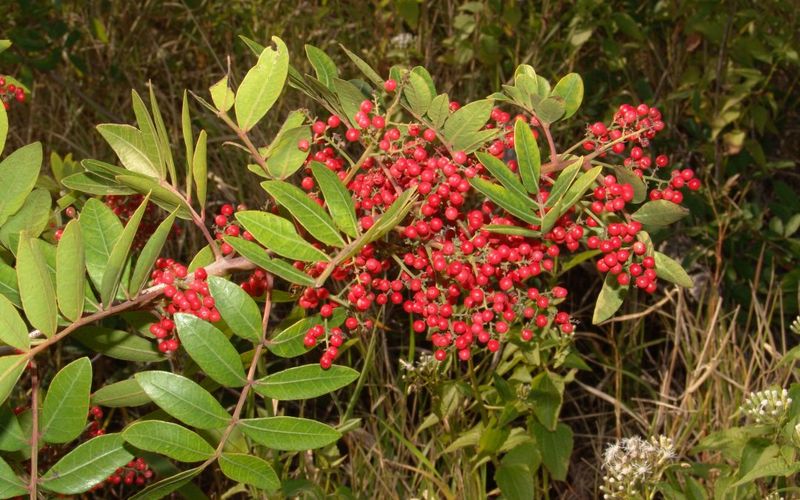 Brazilian Peppertree (Schinus Terebinthifolius)