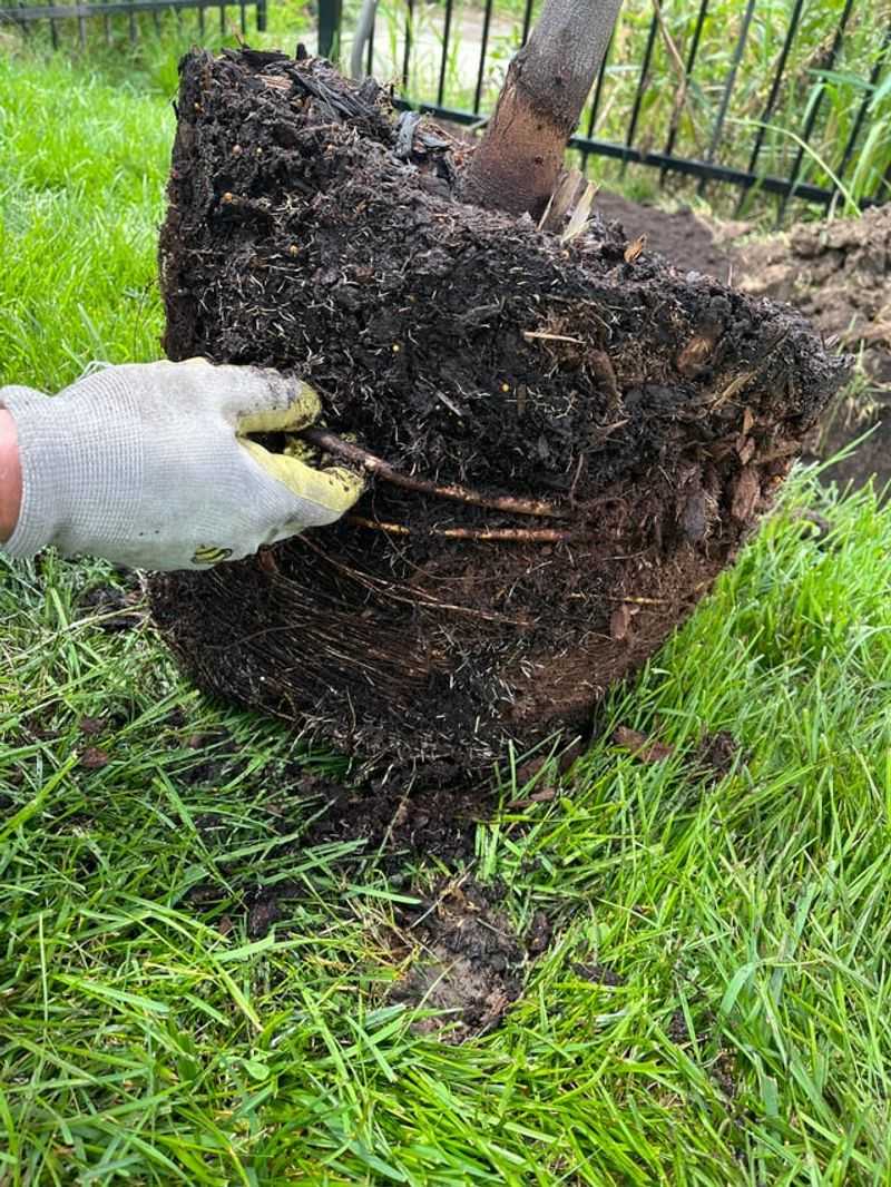 Breaking Apart The Root Ball Too Aggressively