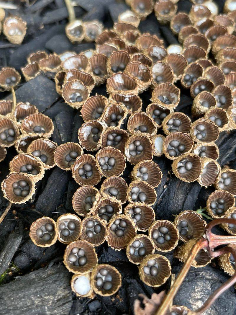 Breaking Down Bark Into Plant Food