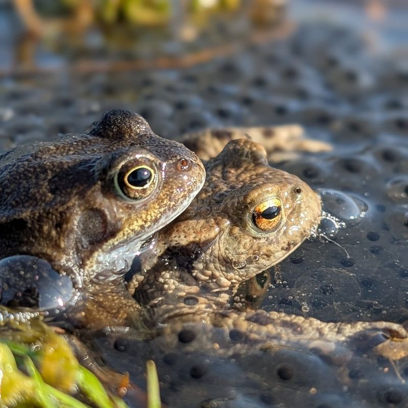 Breeding Season Has Begun Breeding Season Has Begun