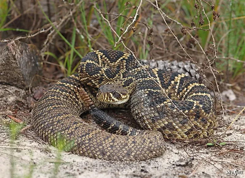 Breeding Season Sends Males Wandering