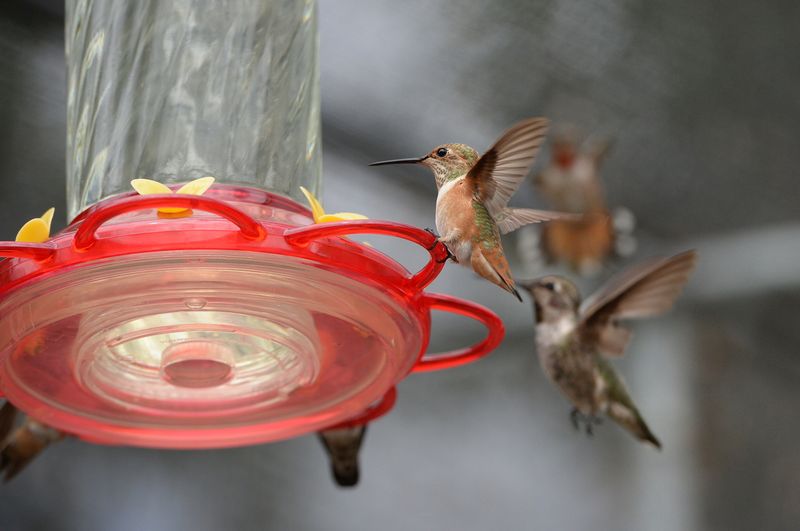 Breeding Season Tension
