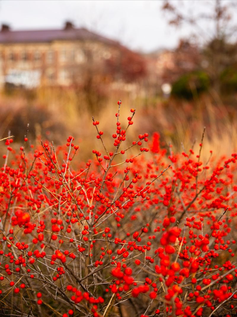 Bright Berries Light Up The Winter Landscape Bright Berries Light Up The Winter Landscape