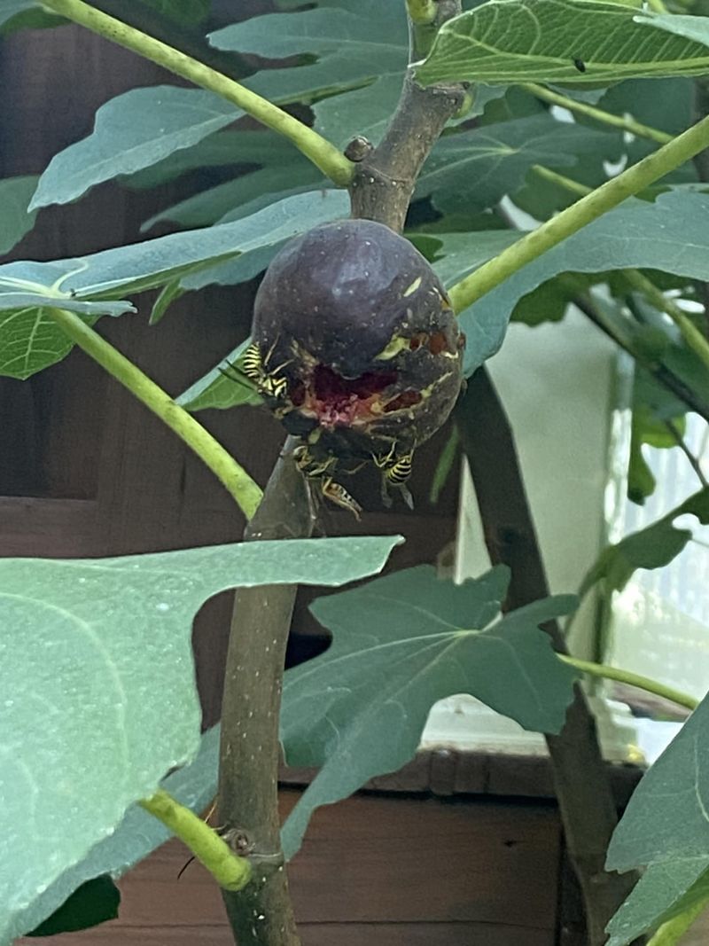 Bright Blooms And Ripe Fruit Are Irresistible Bright Blooms And Ripe Fruit Are Irresistible