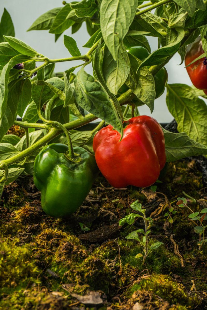 Bright Peppers Hanging Heavy On The Stems