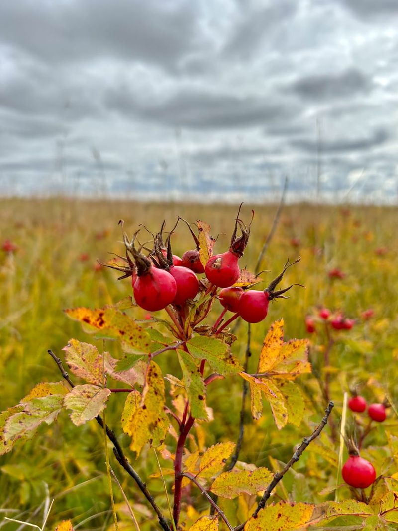 Bright Red Rose Hips Replace The Summer Blooms Bright Red Rose Hips Replace The Summer Blooms