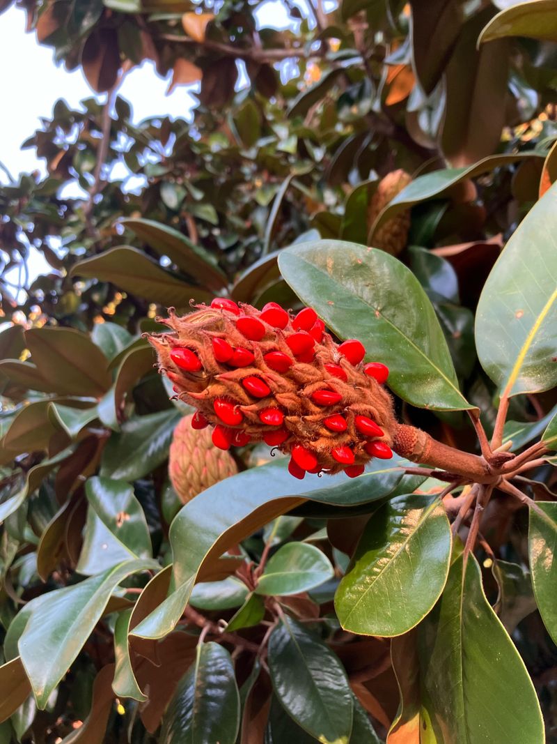 Bright Red Seeds Peeking From Split Cones Are Ready To Collect