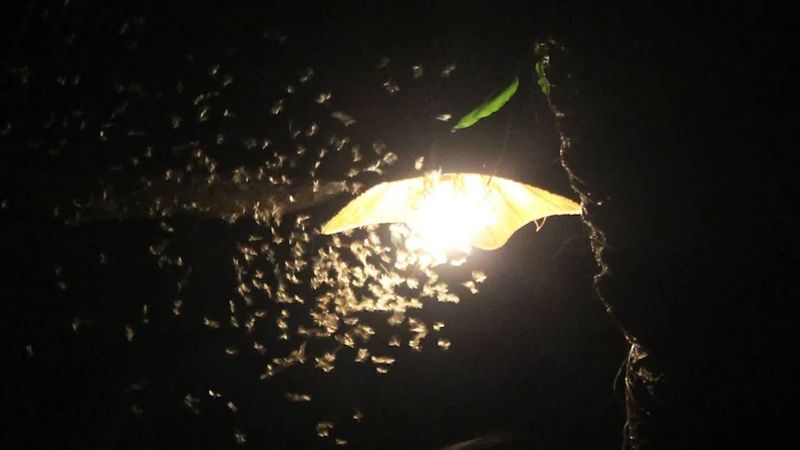 Bright Yard Lights That Draw In Insects