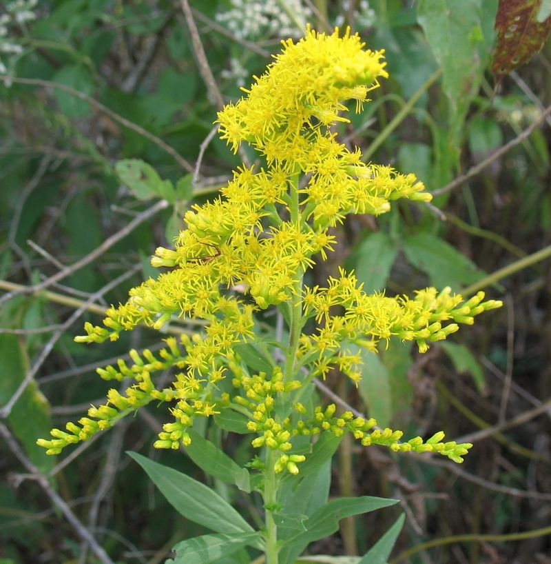 Bright Yellow Flowers Take Over As Many Summer Blooms Fade Bright Yellow Flowers Take Over As Many Summer Blooms Fade