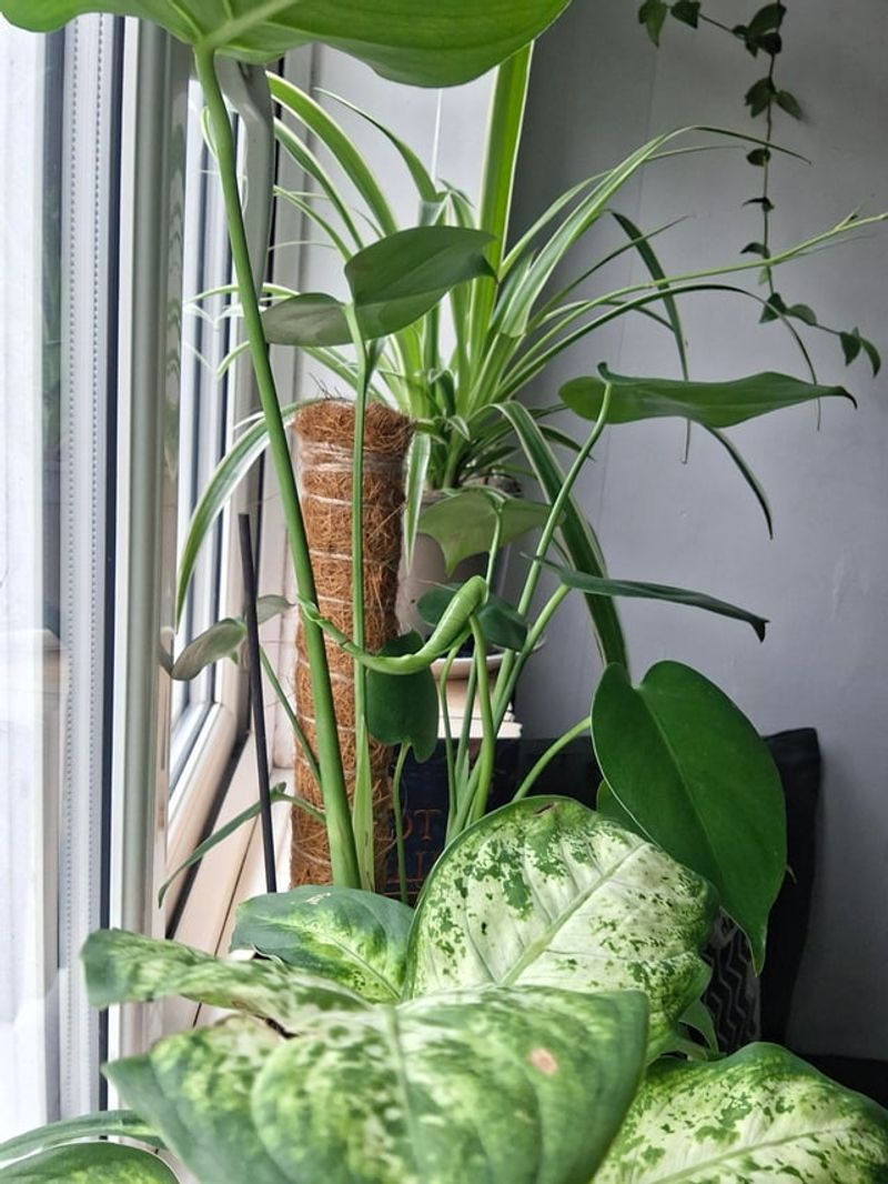 Brighter Indirect Light Restores Full Sized Leaves