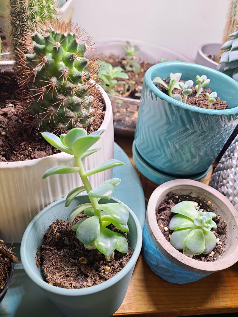 Brighter Light Restores Compact Growth