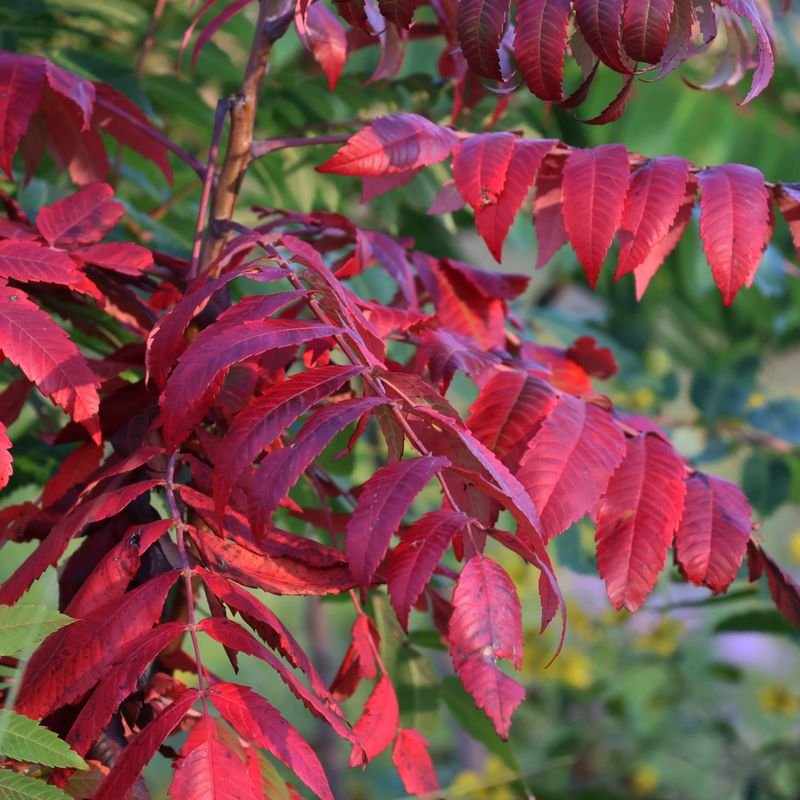 Brilliant Crimson Leaves Turn This Shrub Into A Fall Standout