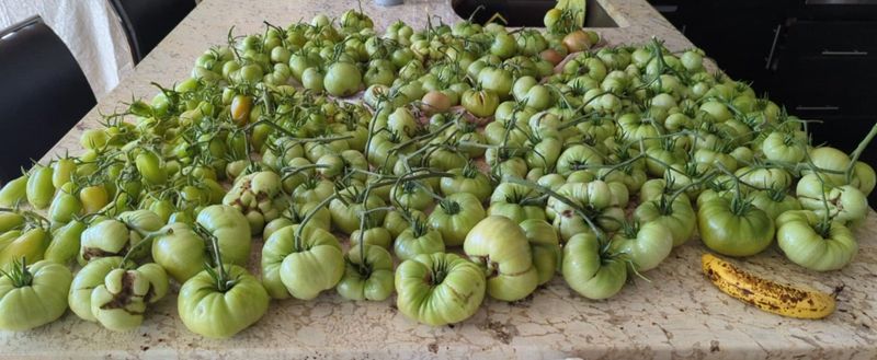 Bring Blushing Fruit Indoors To Finish Bring Blushing Fruit Indoors To Finish