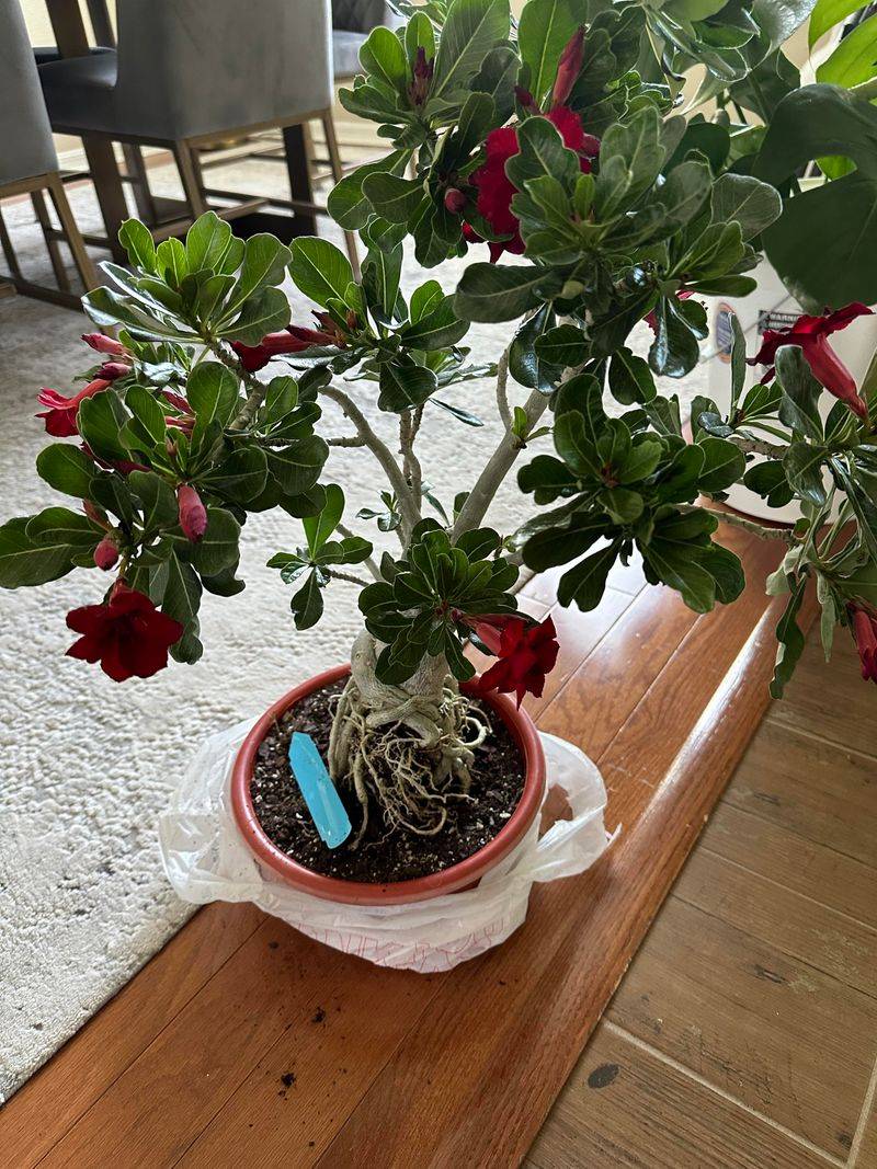 Bring Container Plants In Before Temperatures Dip Below 40 Bring Container Plants In Before Temperatures Dip Below 40