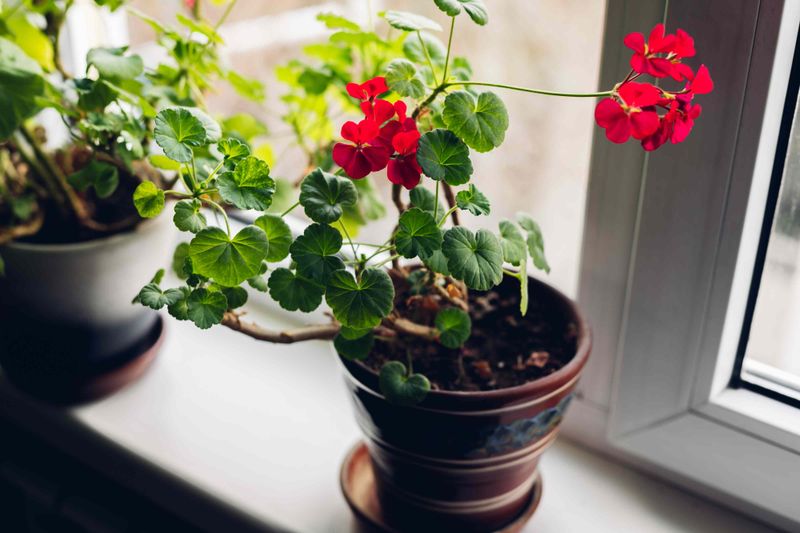 Bring Geraniums Inside Before Freezing Weather