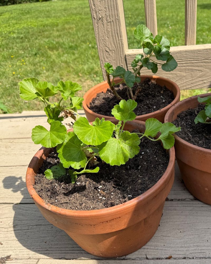 Bring Geraniums Inside Before Frost