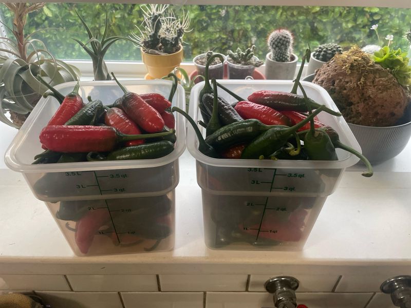 Bring Green Peppers Indoors To Finish Ripening