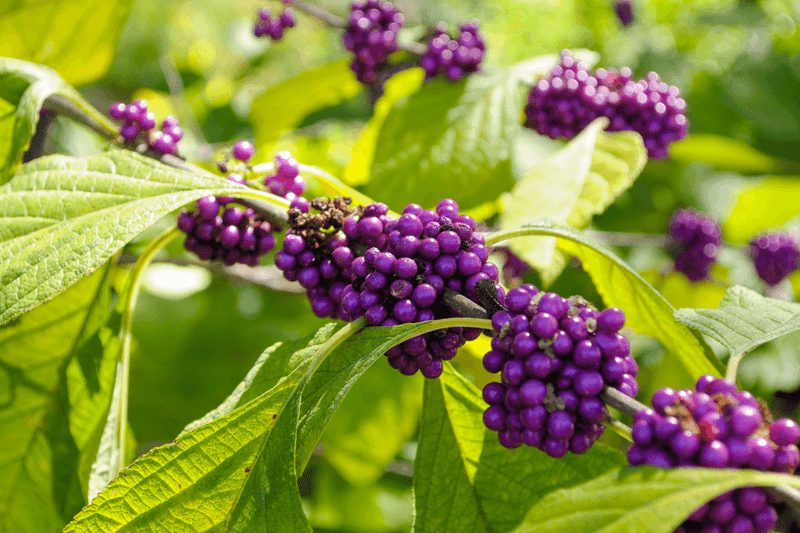 Bring Home Beautyberry Before Its Purple Berries Disappear Bring Home Beautyberry Before Its Purple Berries Disappear