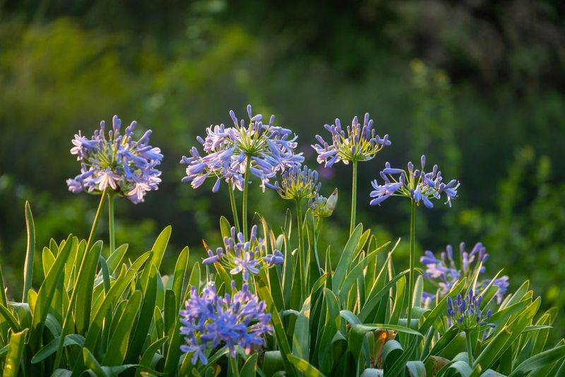 Bring In Agapanthus For Bold Foliage And Shallow Roots Bring In Agapanthus For Bold Foliage And Shallow Roots