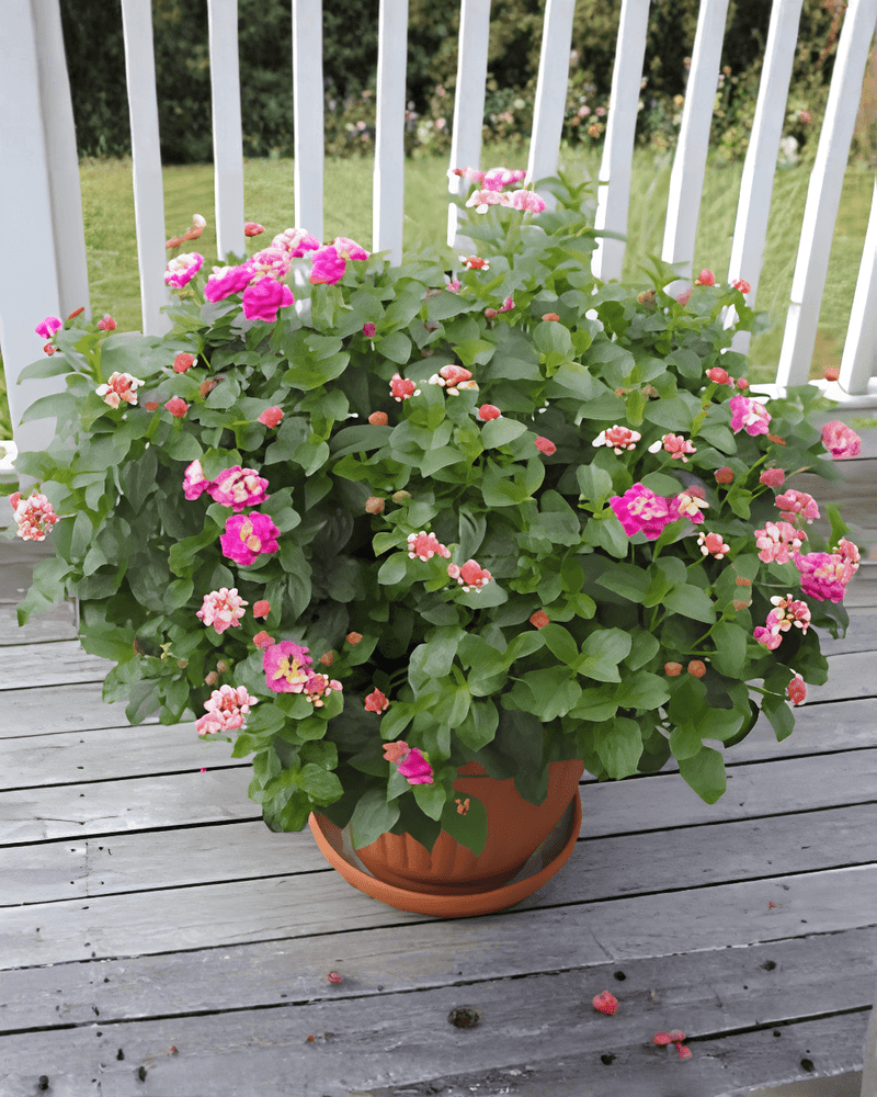 Bring Lantana Indoors Before Frost Threatens Bring Lantana Indoors Before Frost Threatens