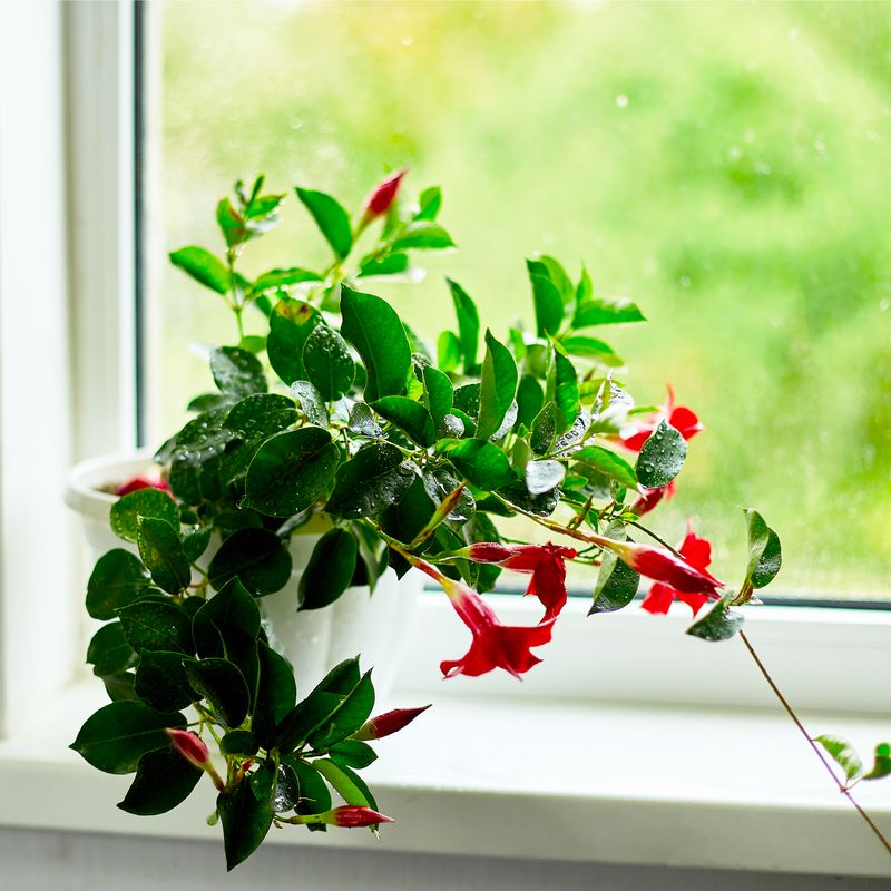 Bring Mandevilla In Before Cold Nights