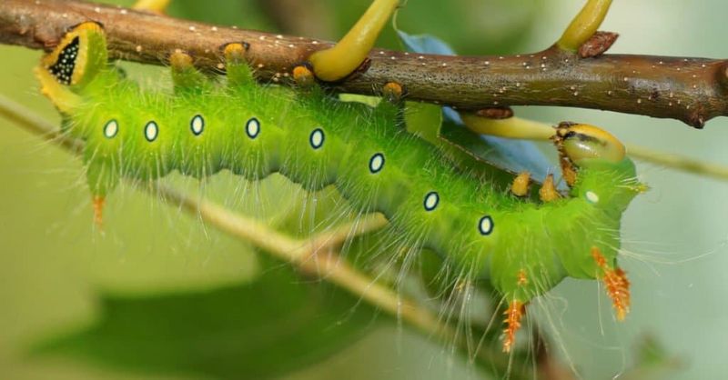 Bring More Wildlife Value With A Tree Built For Our State