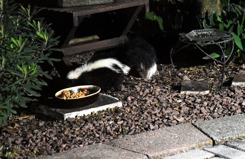 Bring Pet Food And Bird Seed Inside Bring Pet Food And Bird Seed Inside