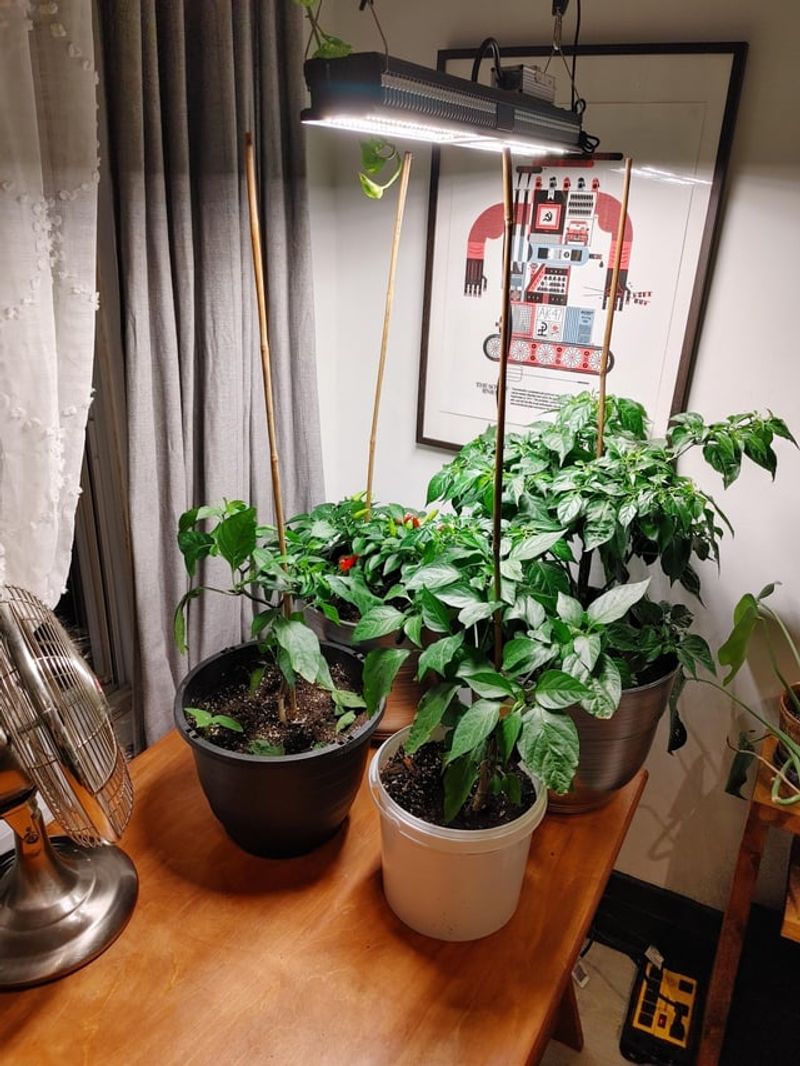 Bring Potted Peppers Into A Protected Space Bring Potted Peppers Into A Protected Space