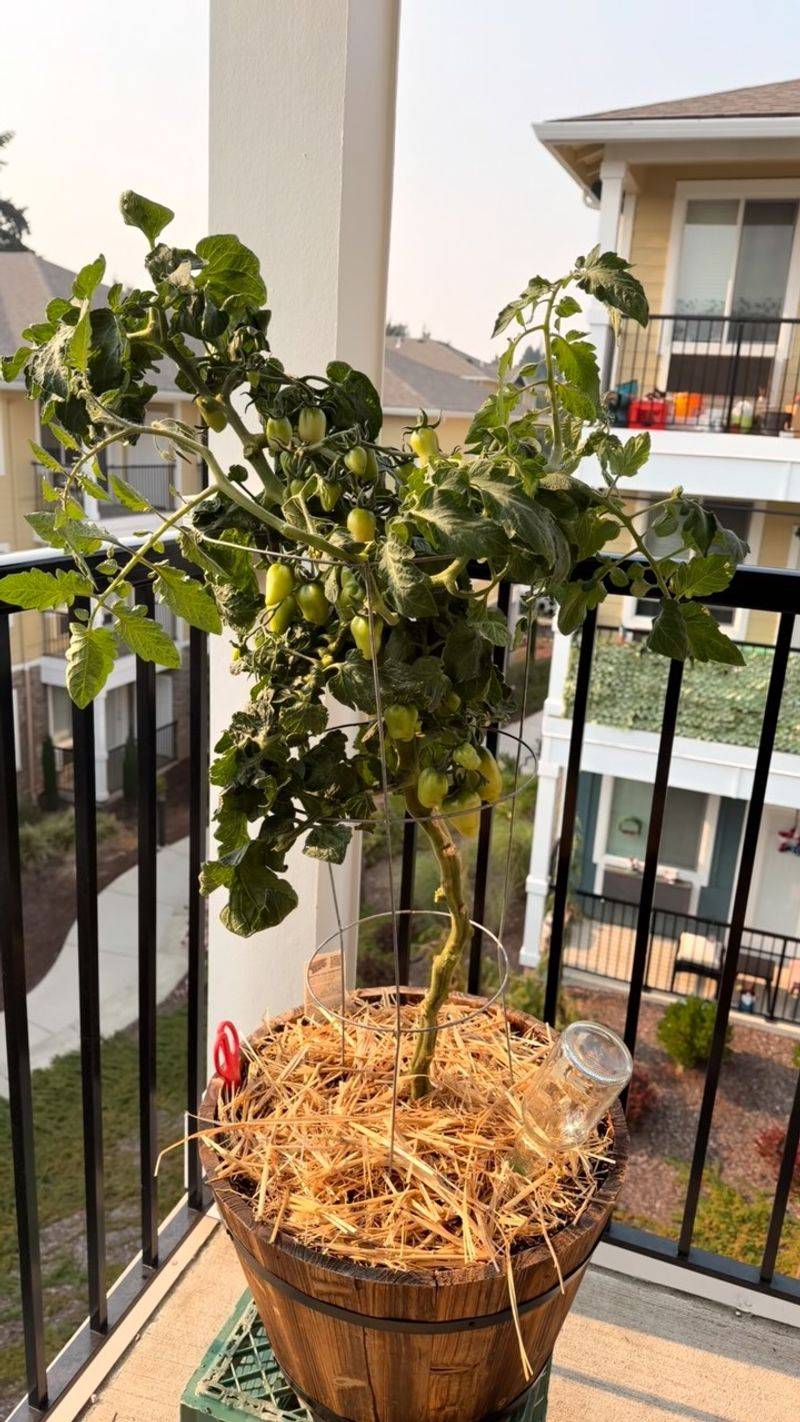 Bring Potted Plants Indoors Before The Frost