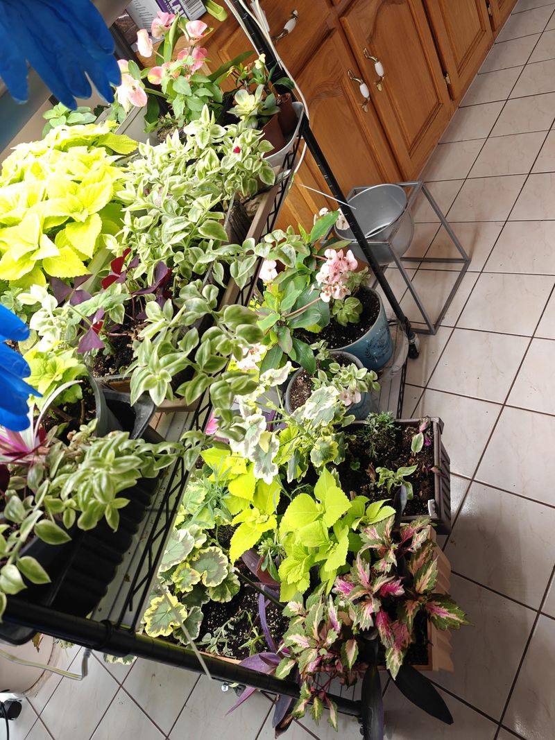 Bring Sensitive Container Plants Closer To Shelter Bring Sensitive Container Plants Closer To Shelter