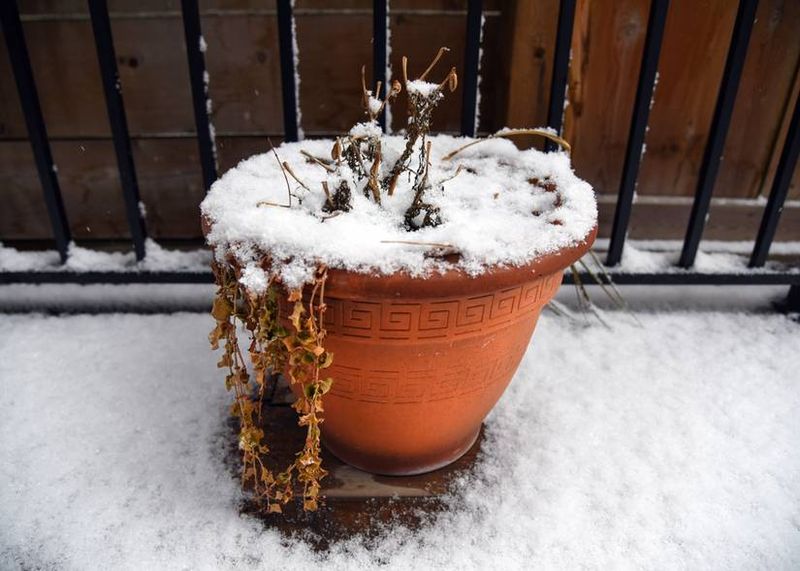 Bring Tender Container Plants Inside First Bring Tender Container Plants Inside First