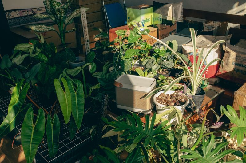 Bring Tender Container Plants Under Cover