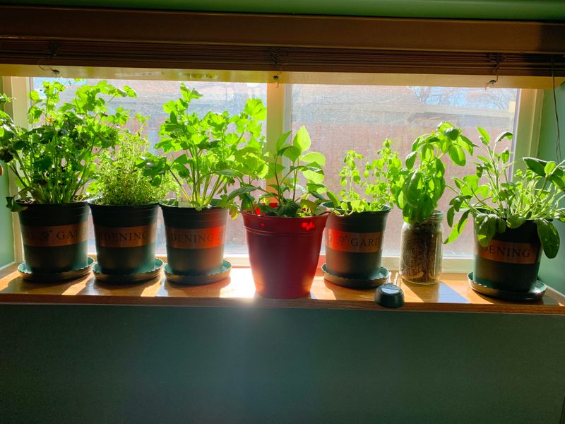 Bring Tender Herbs And Plants Indoors Bring Tender Herbs And Plants Indoors