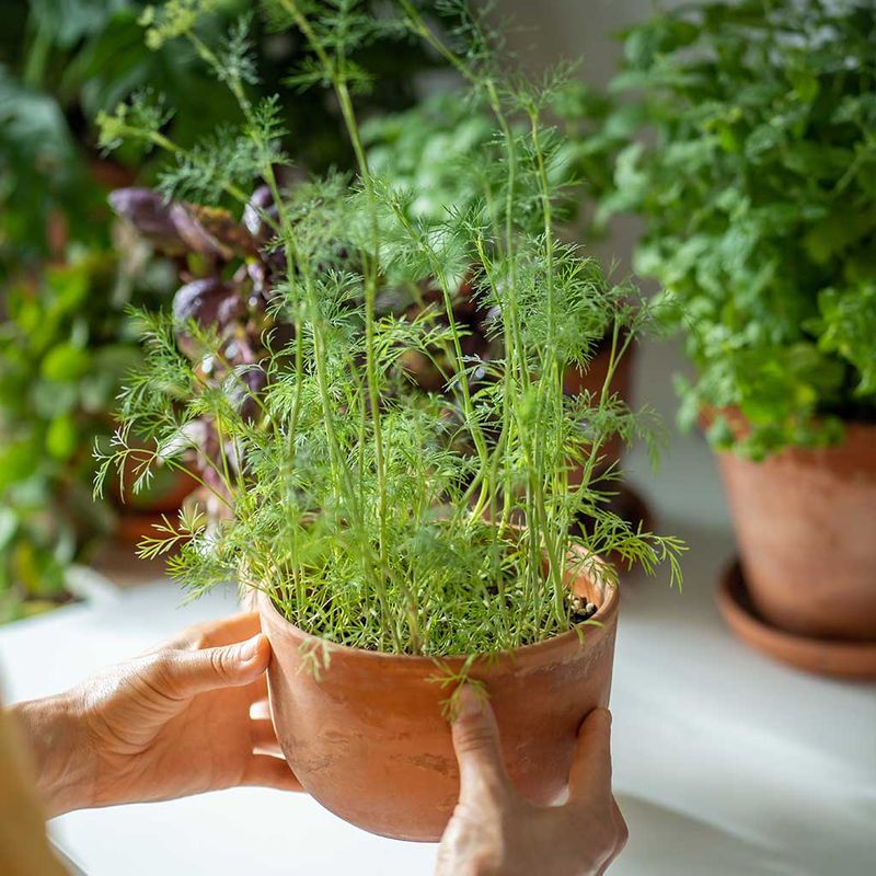 Bring Tender Houseplants And Herbs Indoors