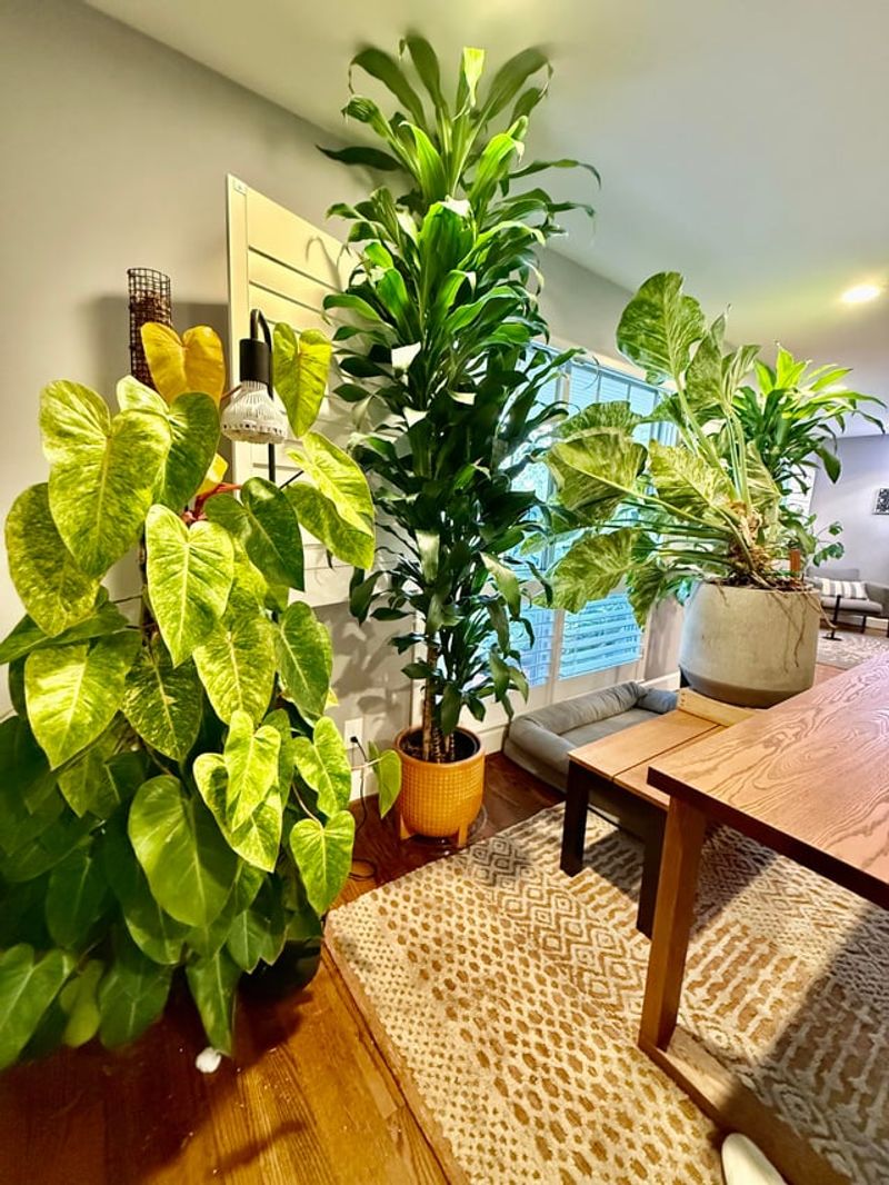 Bring Tender Potted Plants Back Indoors Bring Tender Potted Plants Back Indoors