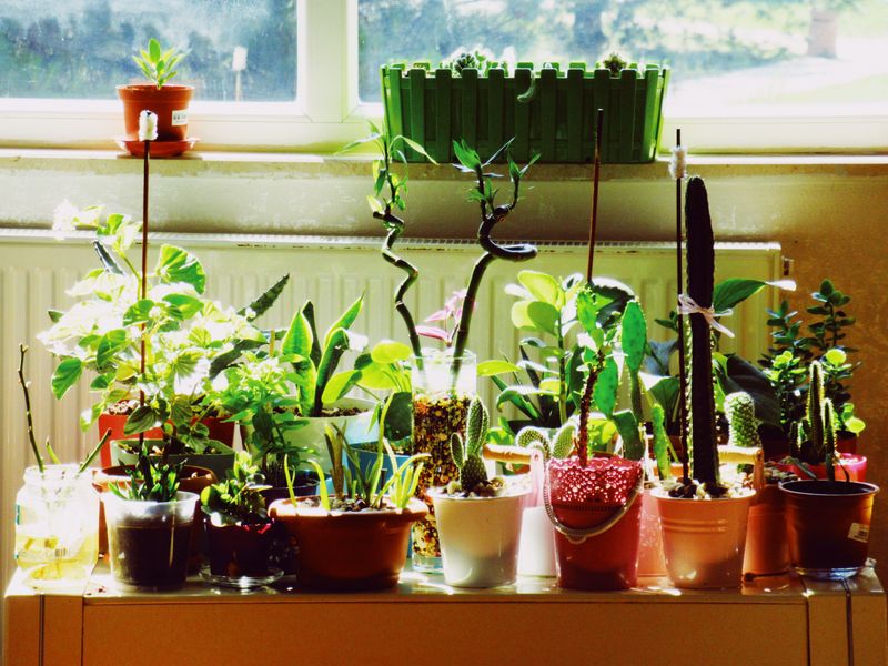 Bring The Houseplants Back Indoors For The Season Bring The Houseplants Back Indoors For The Season