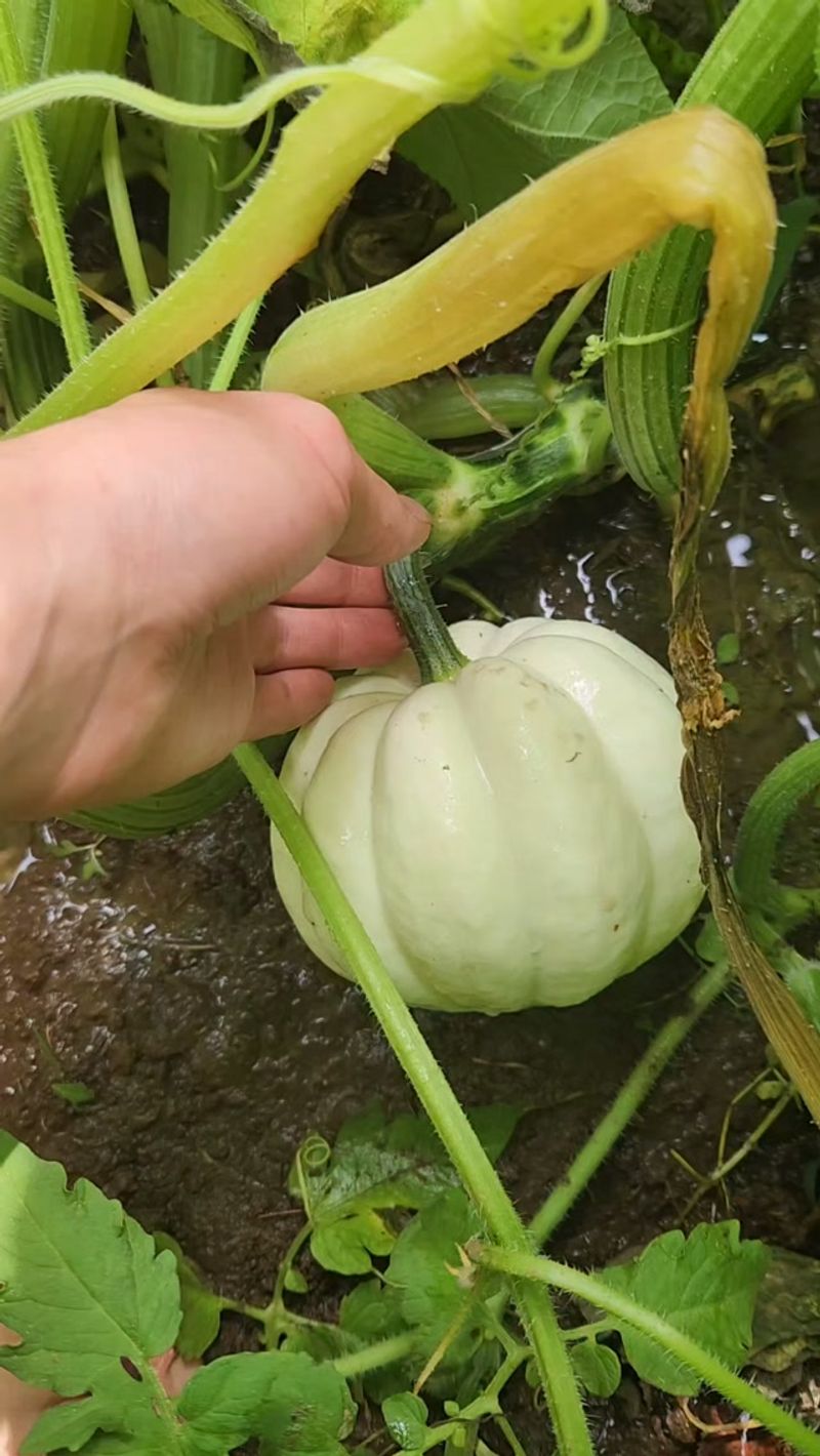 Bring Them In Before Frost Bring Them In Before Frost