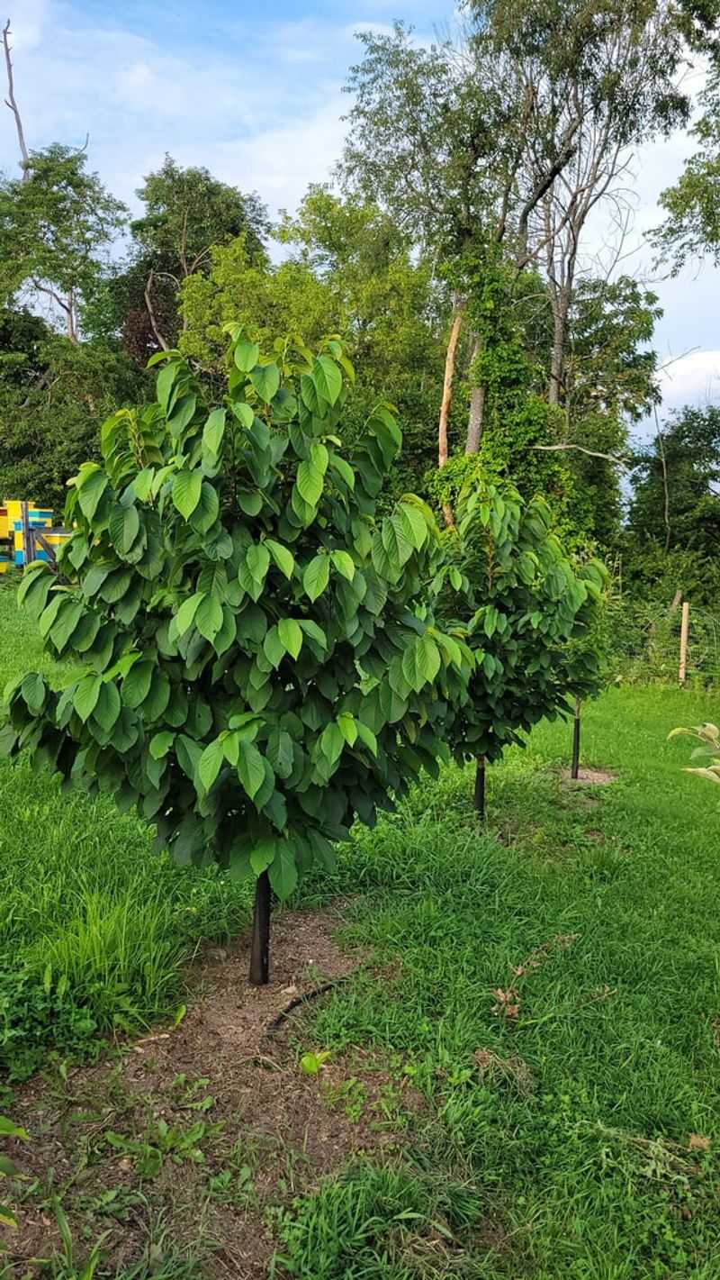 Bring This Native Fruit Tree Into Your Backyard Bring This Native Fruit Tree Into Your Backyard