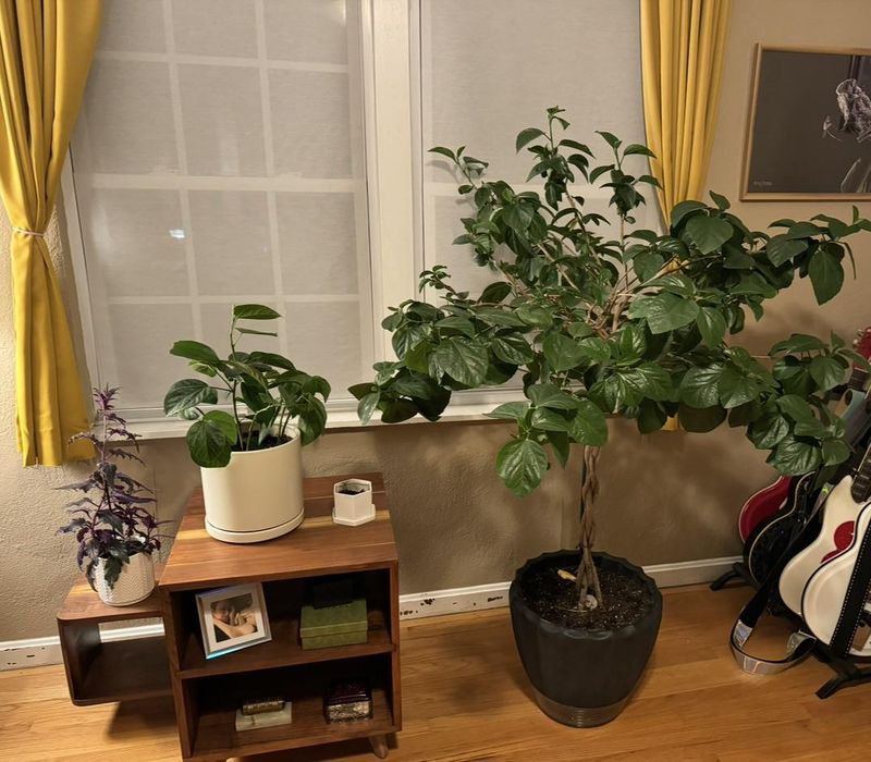 Bring Tropical Hibiscus Indoors Before Freezing Temperatures Arrive Bring Tropical Hibiscus Indoors Before Freezing Temperatures Arrive